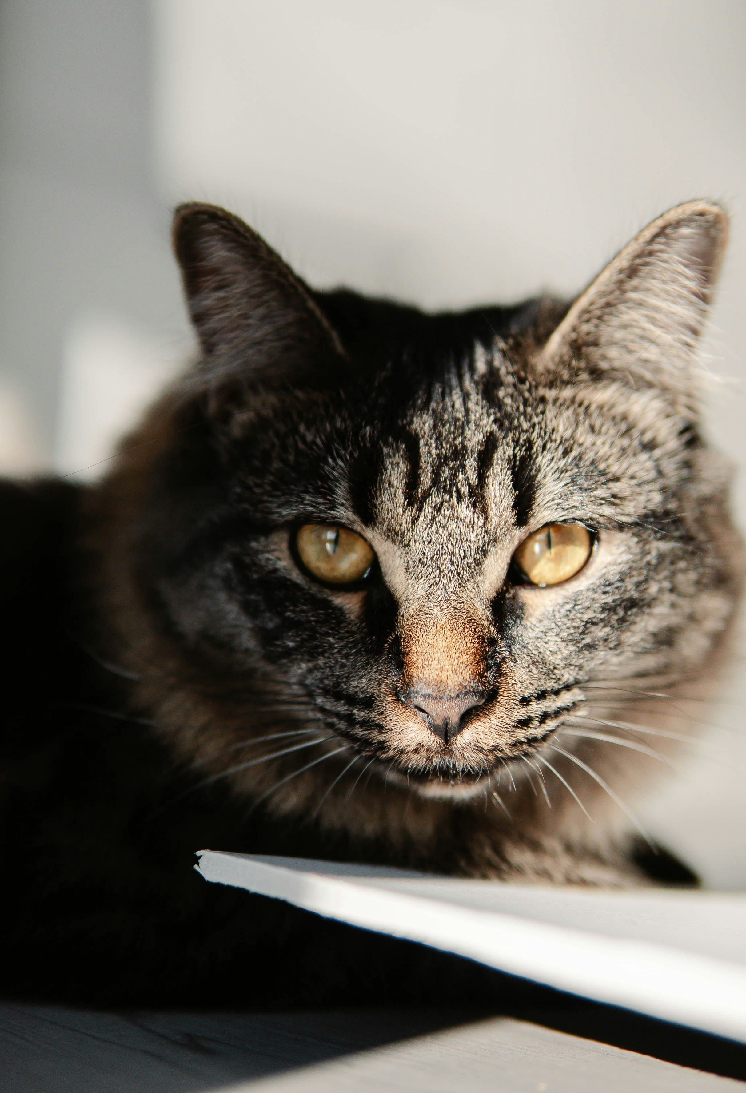 brown tabby cat on white textile